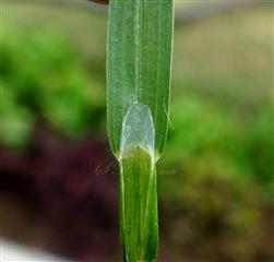  Ligule